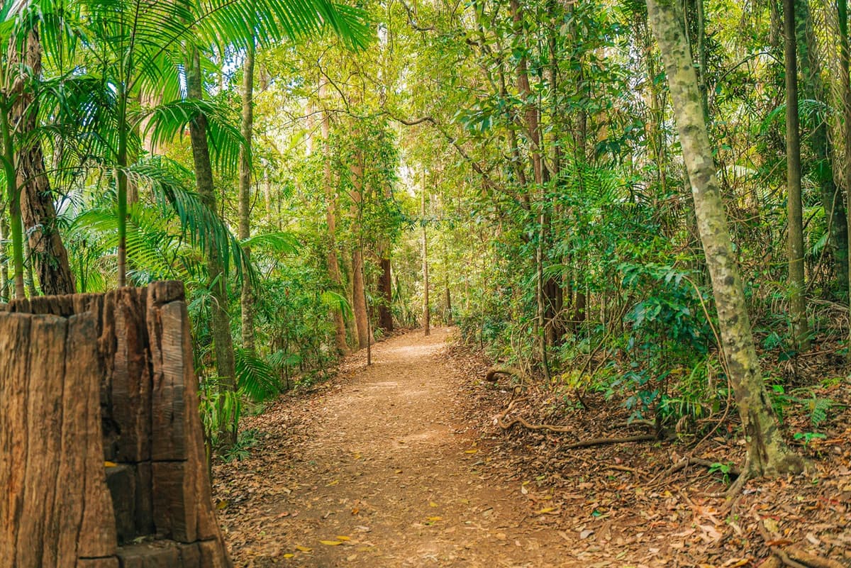 Tamborine Mountain Guided Walk and Wine Tasting Tour
