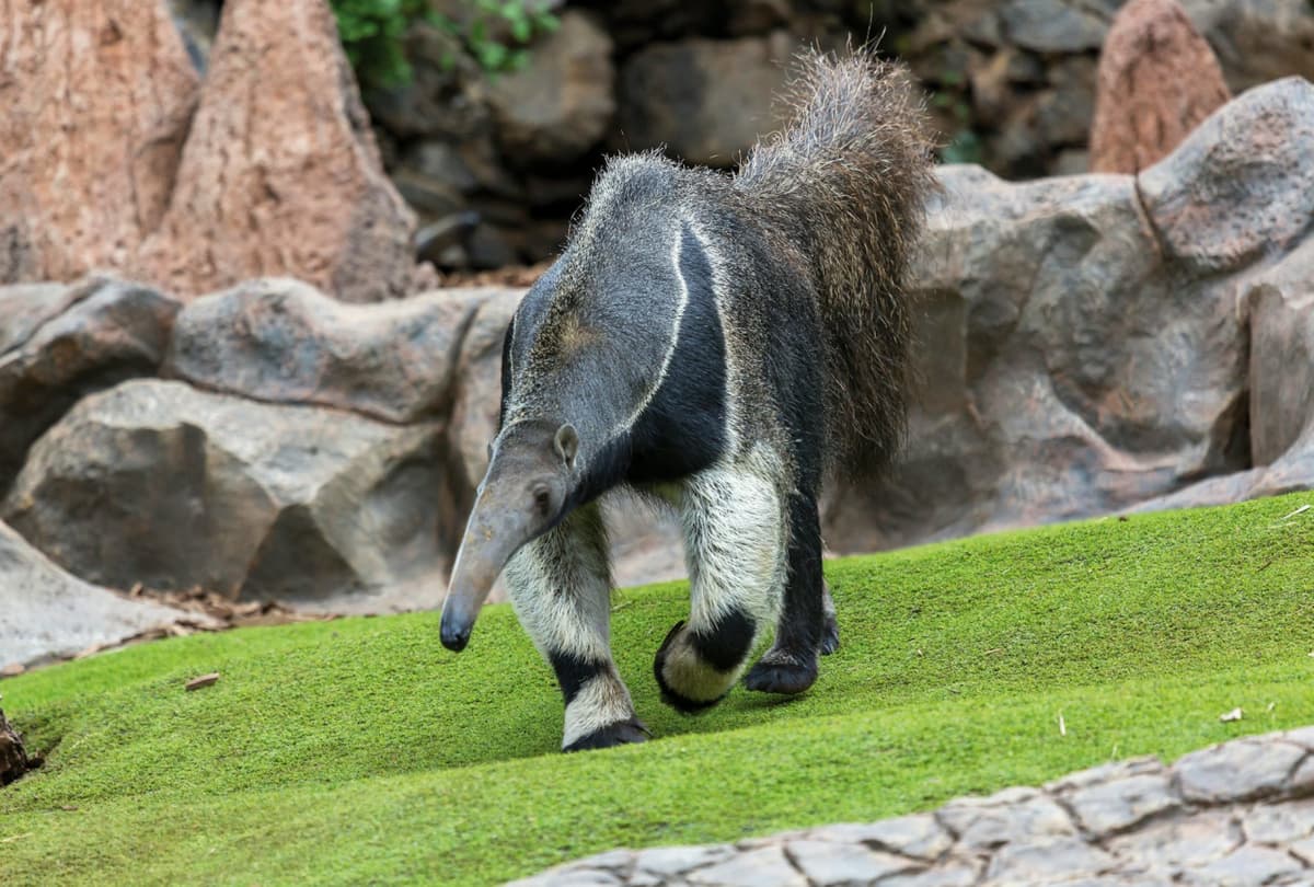 Loro Parque Ticket