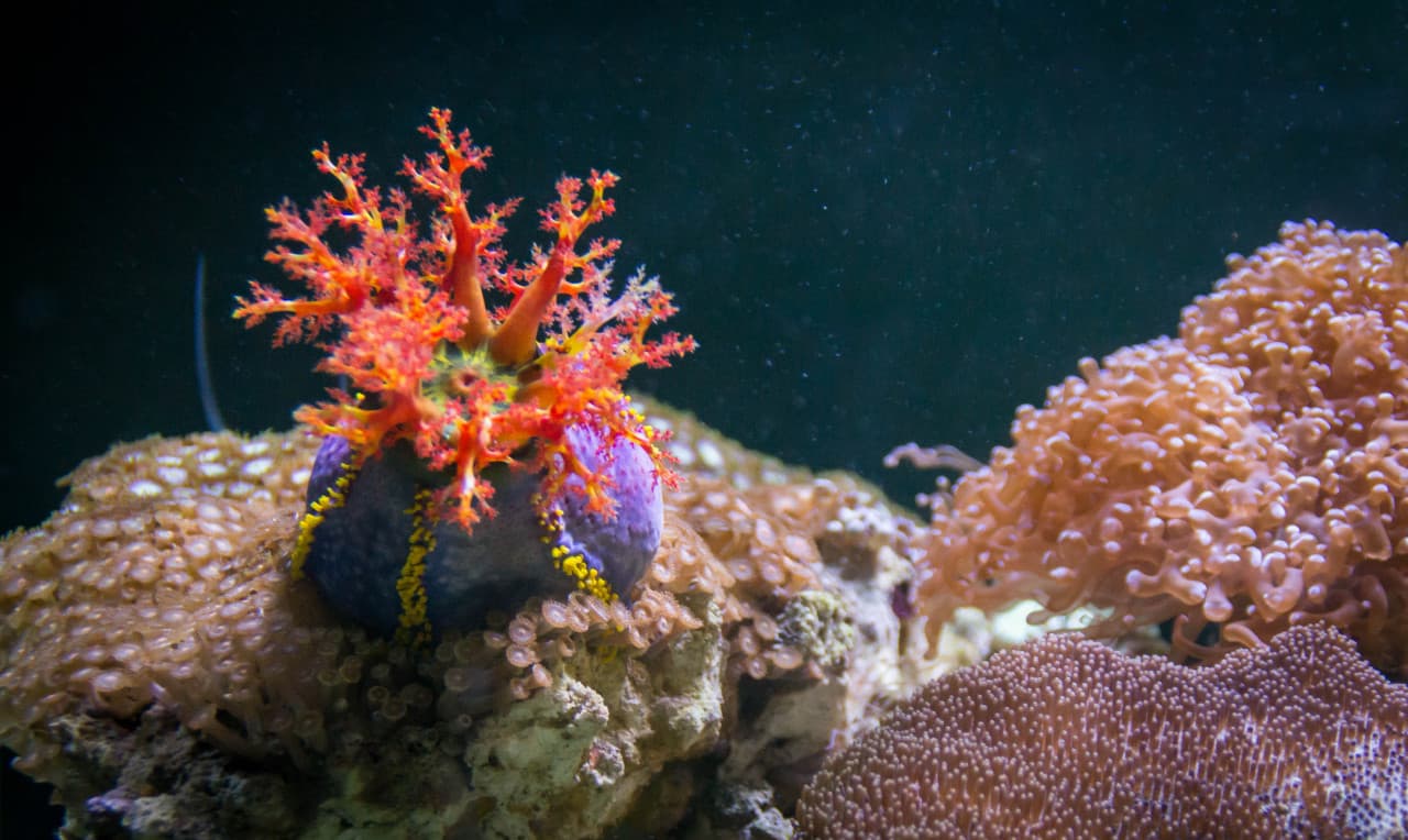 Chiang Mai Zoo Aquarium – photo 2