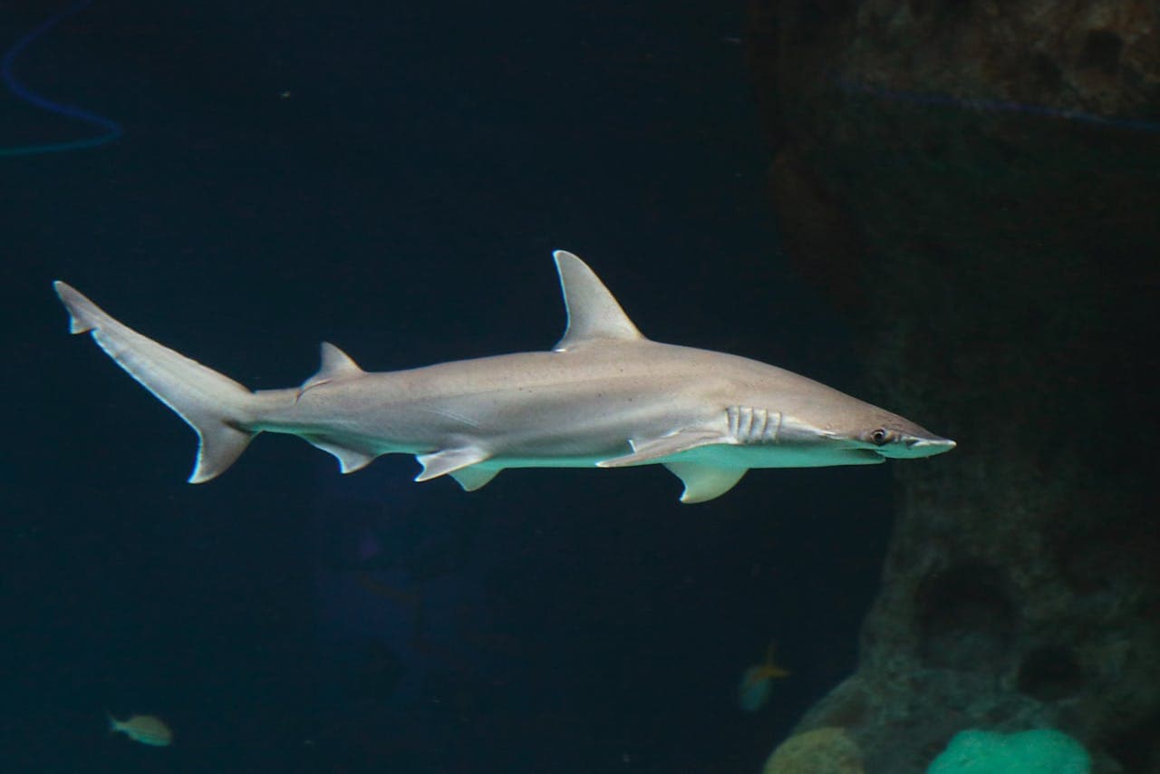 The Florida Aquarium Ticket