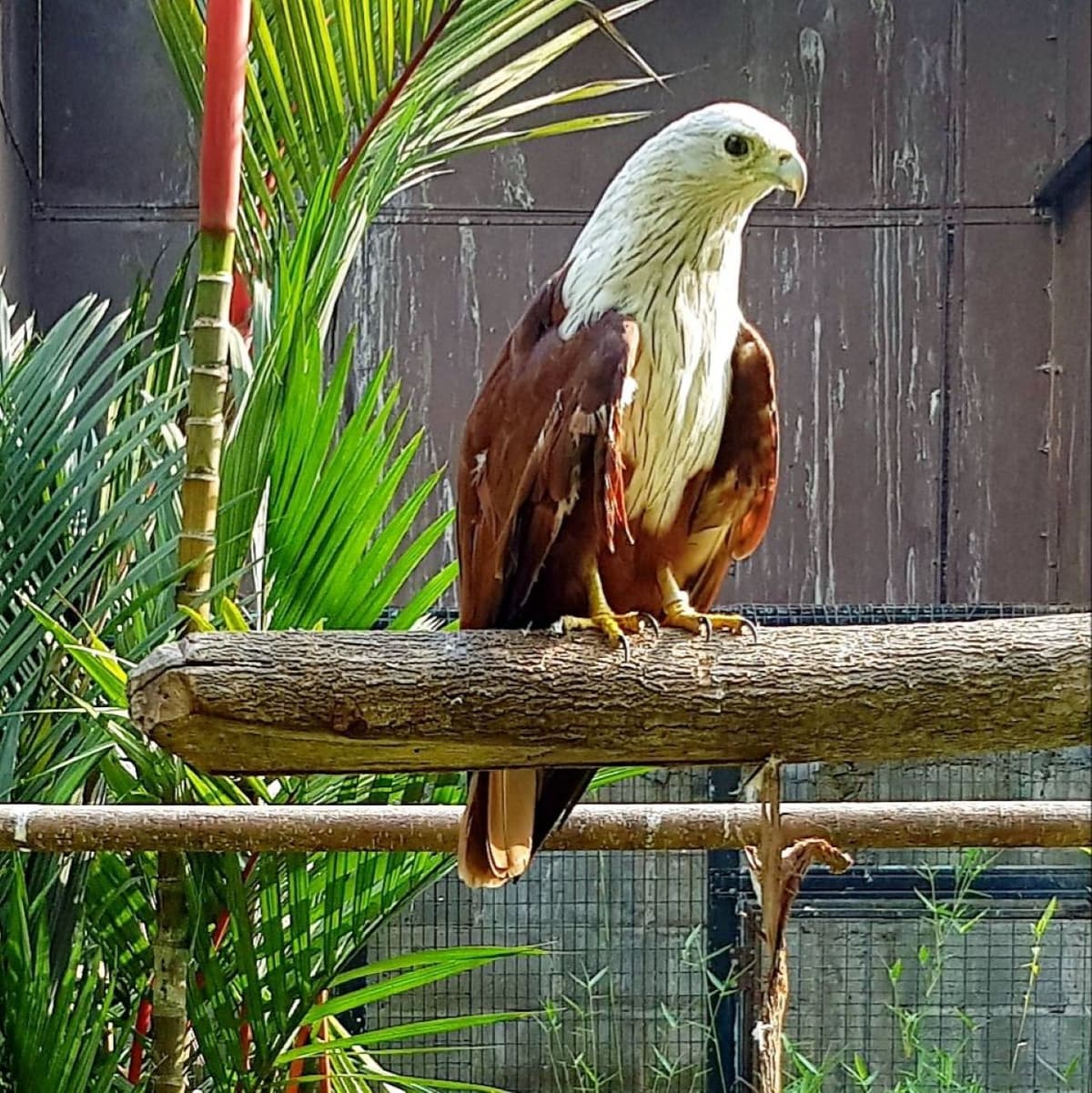 Penang Bird Park