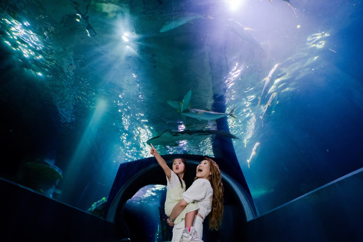 COMBO: Melbourne Skydeck + SEA LIFE Melbourne Aquarium Tickets