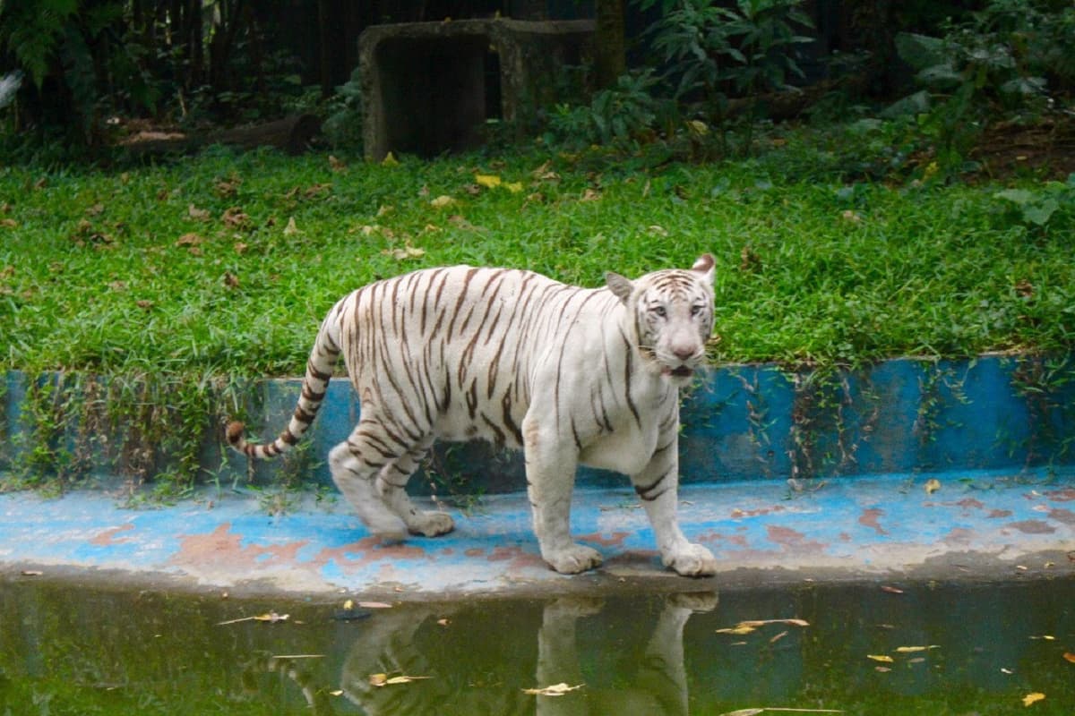 Zoo Negara Malaysia Ticket