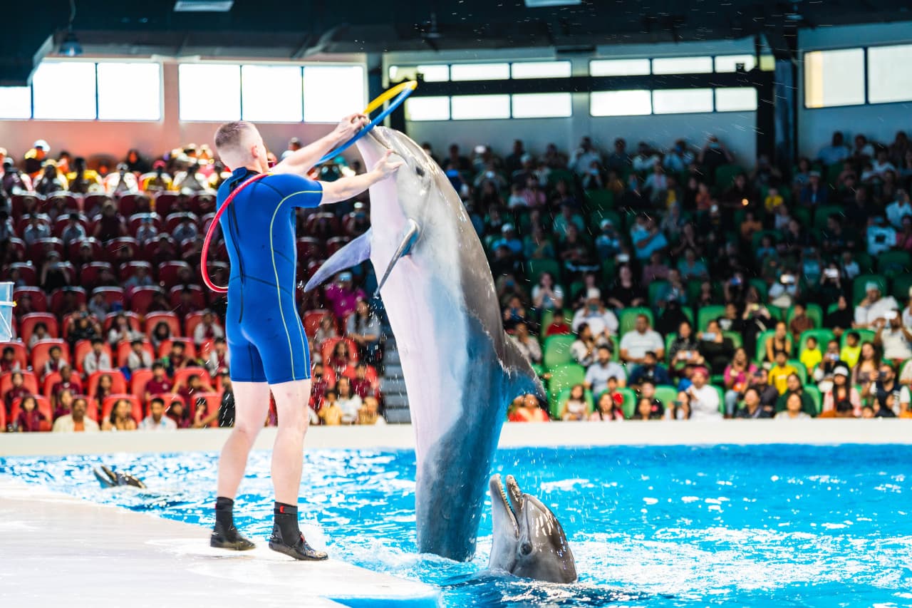 Dubai Dolphinarium Ticket