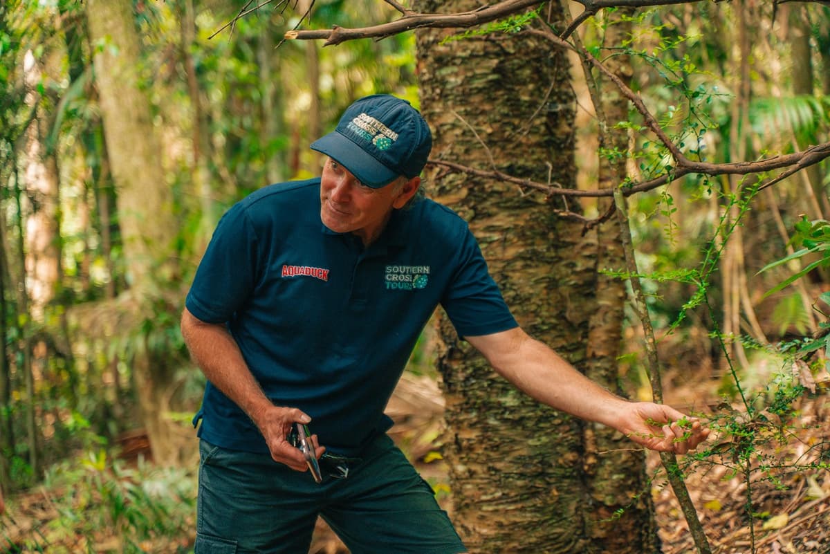 Tamborine Mountain Guided Walk and Wine Tasting Tour