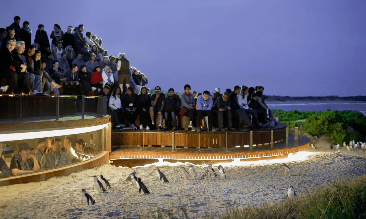 Phillip Island with Penguin Parade Eco Tour – photo 32
