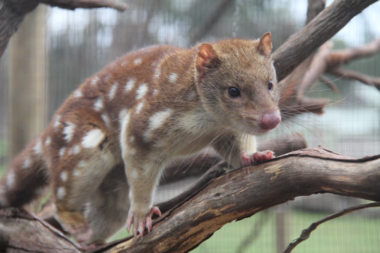 Moonlit Sanctuary Wildlife Conservation Park Ticket – photo 13