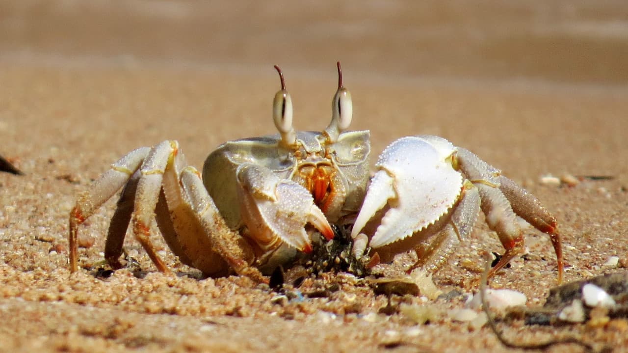 Gold Coast Crab Catching Cruise