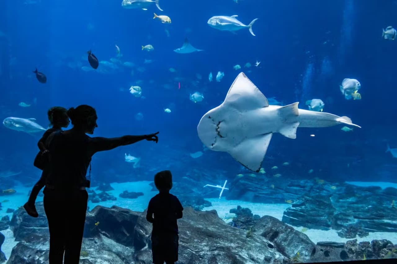 Georgia Aquarium: Fast Track Ticket – photo 4