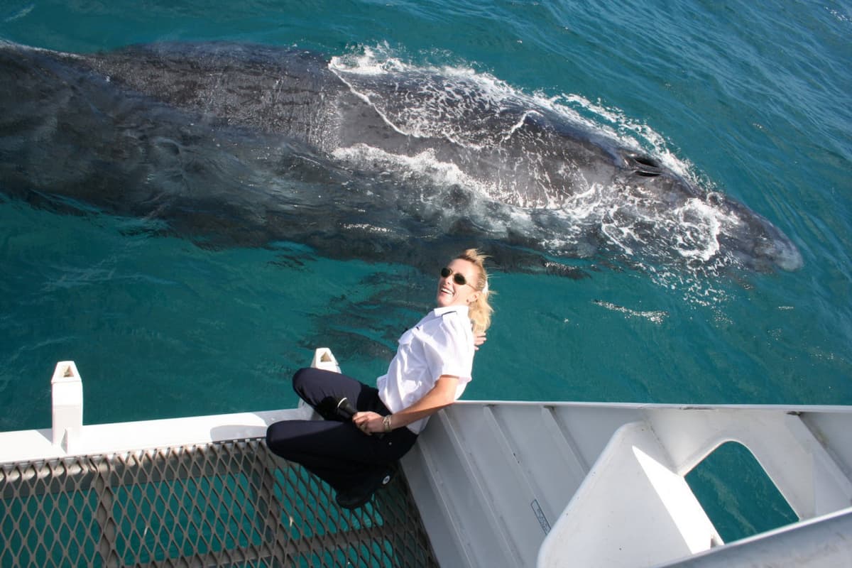 Moreton Bay Whale Watching