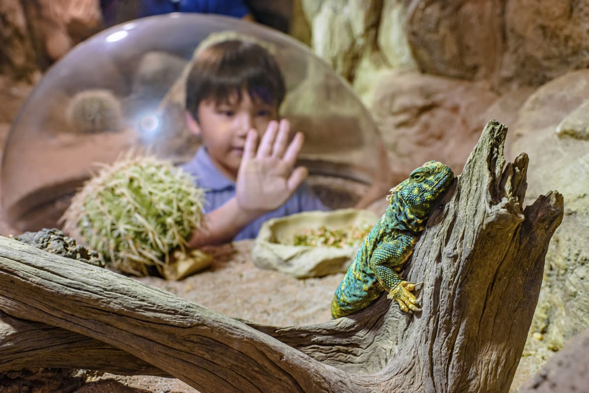 2-Park Destination Pass: Singapore Zoo + Exploria Ticket