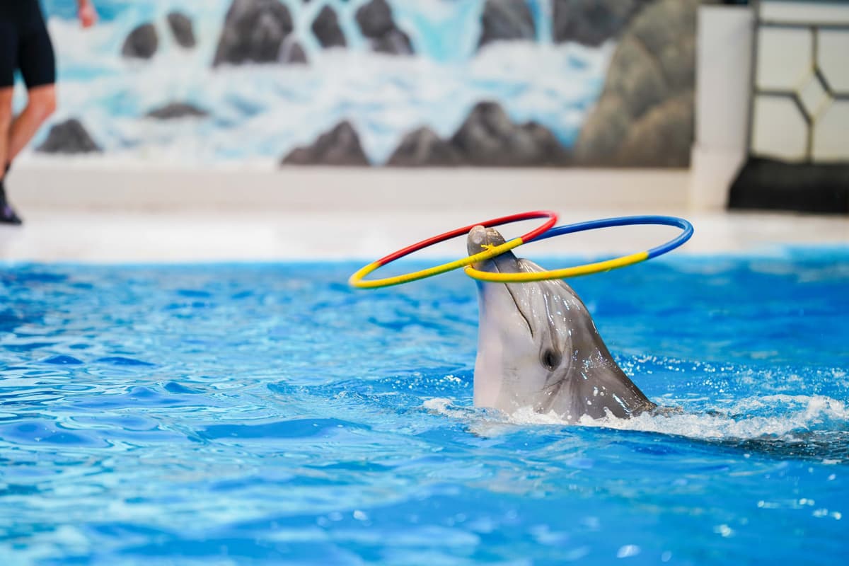 Dubai Dolphinarium Ticket