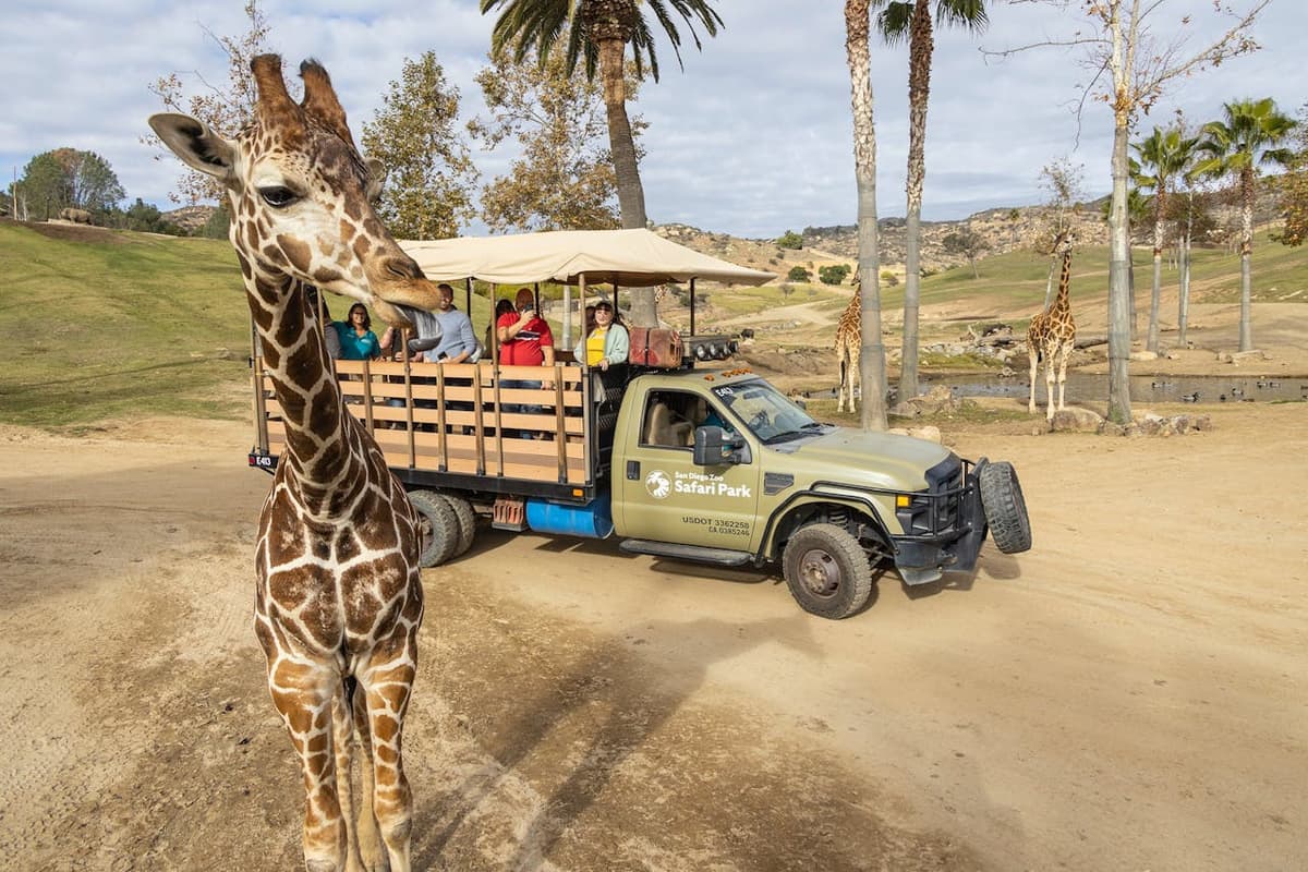 San Diego Zoo Safari Park Ticket