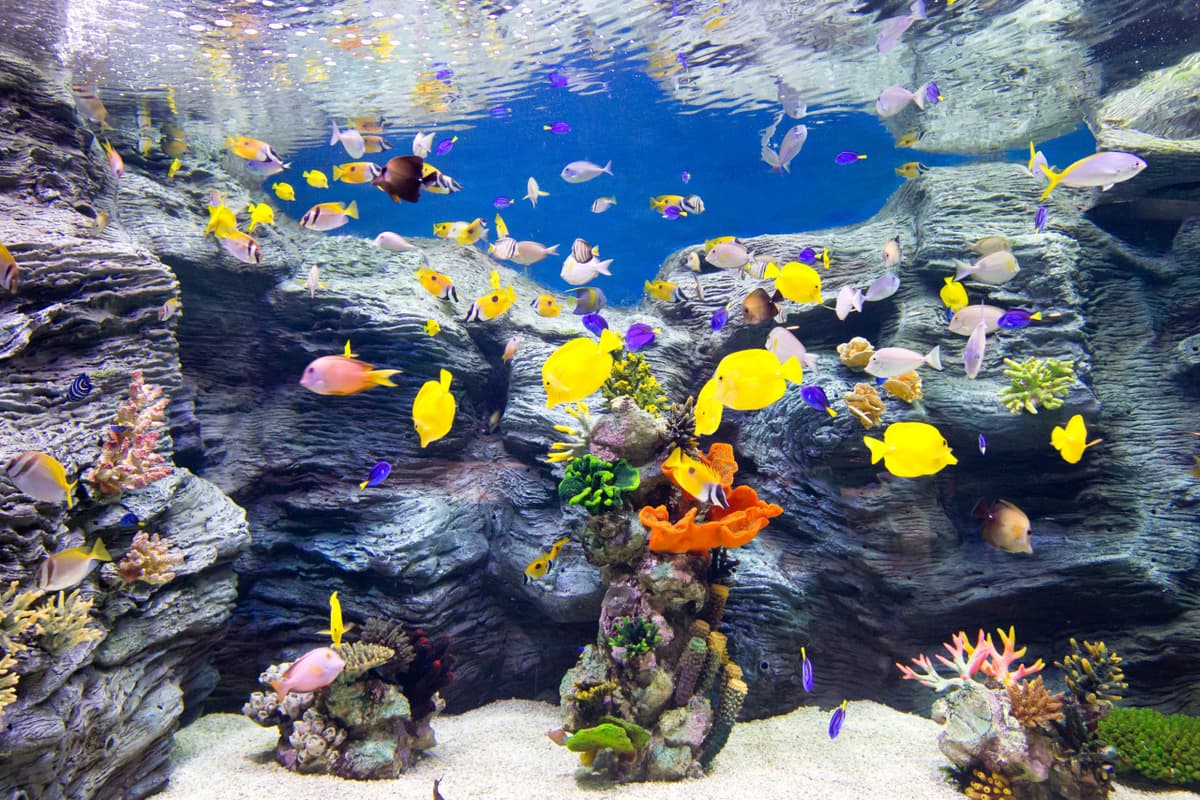 COMBO: Lotte World Adventure Seoul + Lotte World Aquarium + Seoul Sky Observatory Tickets