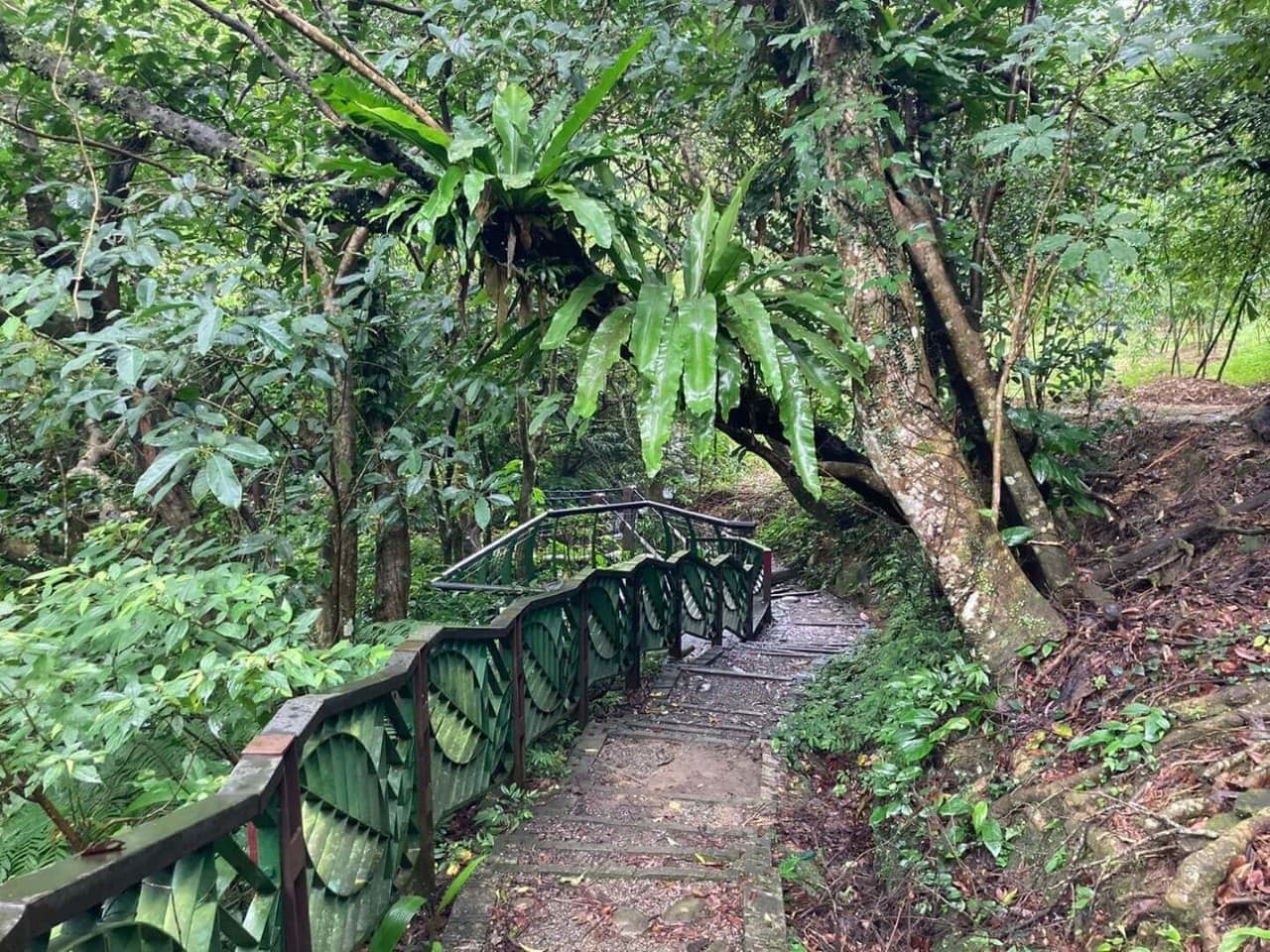 Pinglin Tea Culture and Maokong Full-Day Tour from Taipei – photo 13