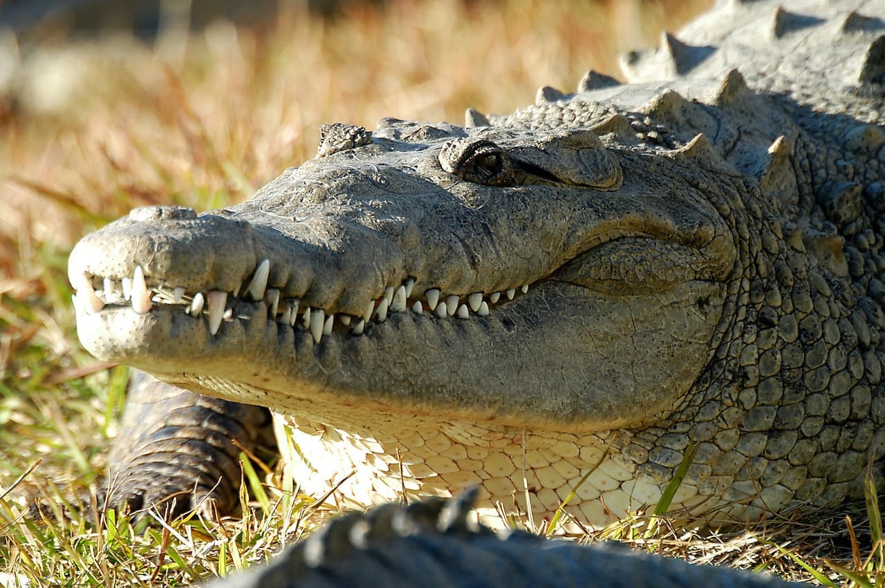 Gatorland Orlando – photo 5
