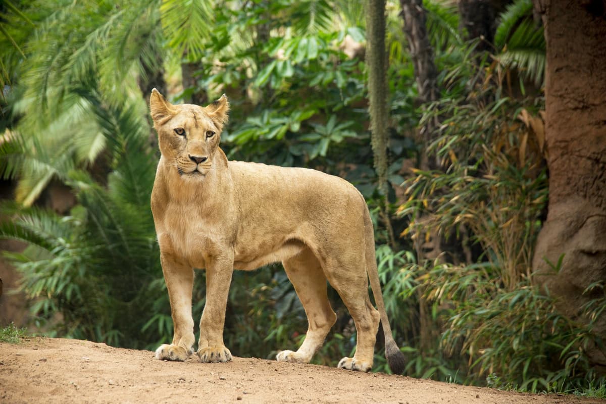 Loro Parque Ticket