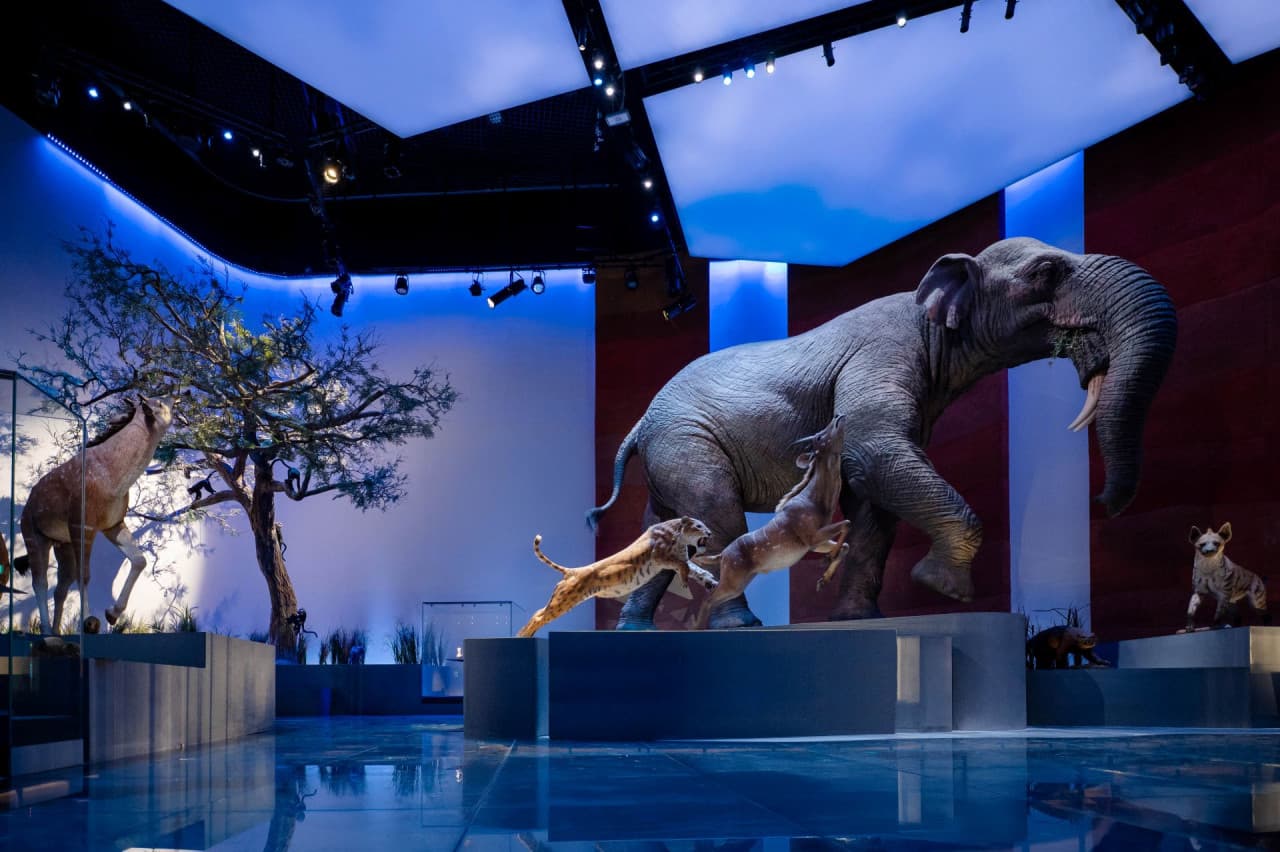 Natural History Museum Abu Dhabi Ticket