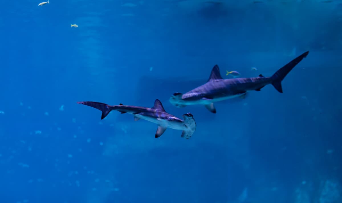 The National Aquarium Abu Dhabi Ticket