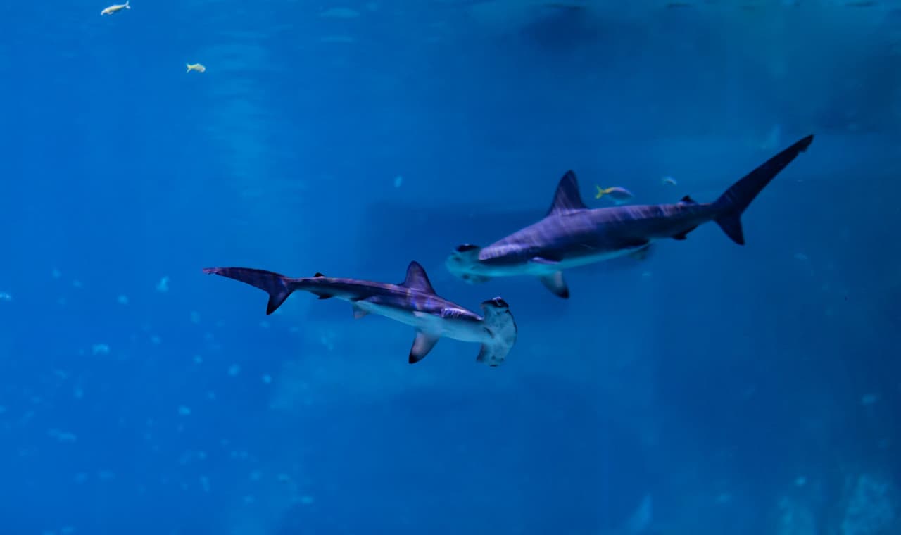 The National Aquarium Abu Dhabi Ticket – photo 5