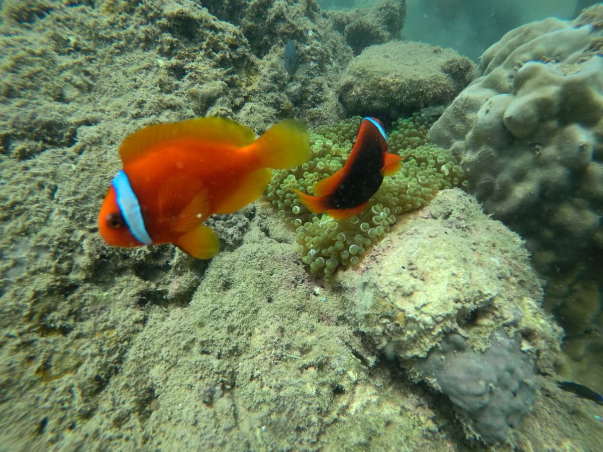 Cham Islands Underwater Walking and Snorkelling Half-Day Tour from Da Nang