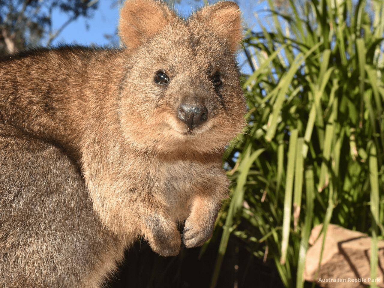 Australian Reptile Park – photo 34