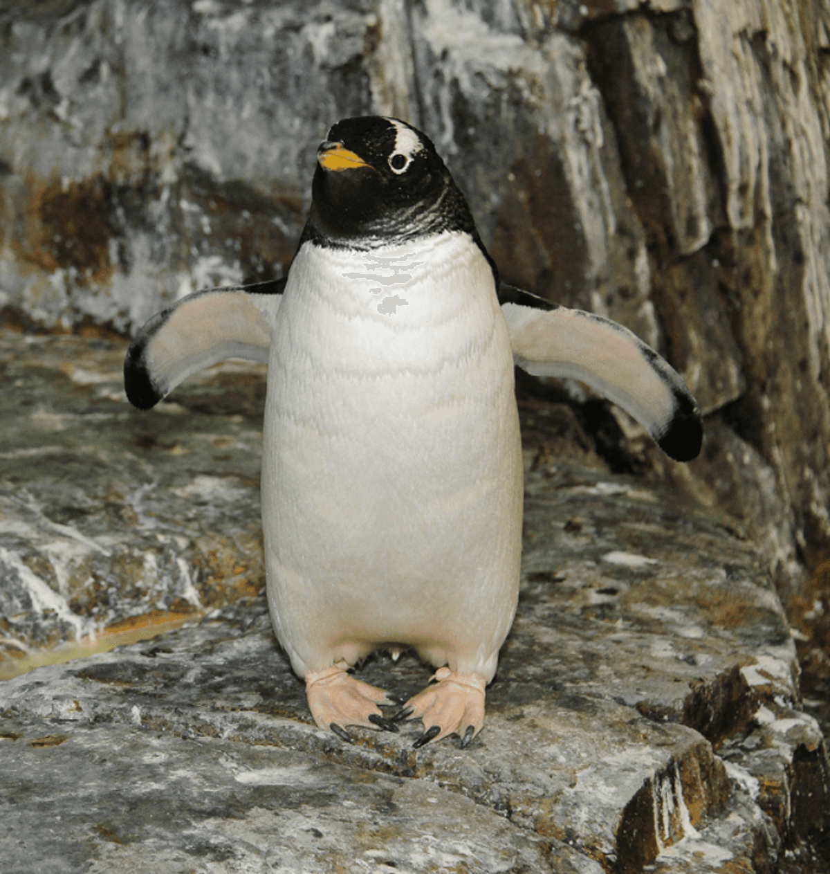Central Park Zoo