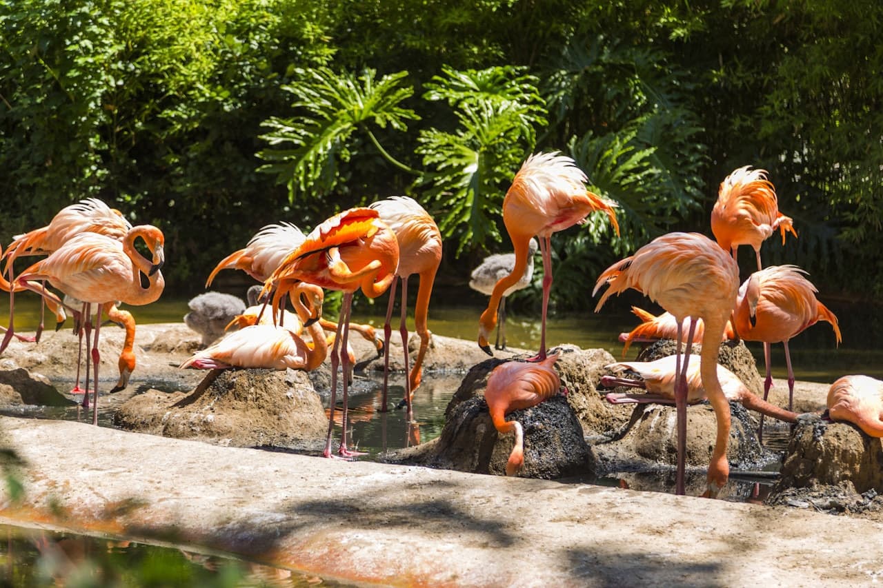 Barcelona Zoo – photo 2