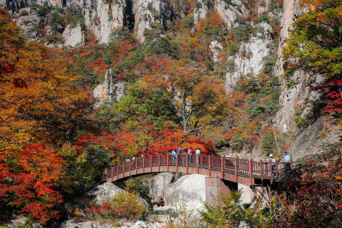 Nami Island, Mount Seorak, and Garden of Morning Calm Full-Day Tour from Seoul
