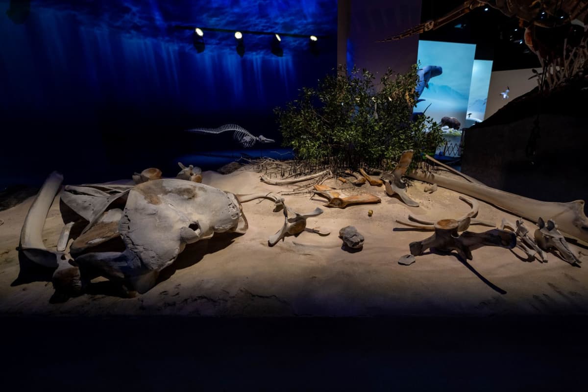 Natural History Museum Abu Dhabi Ticket