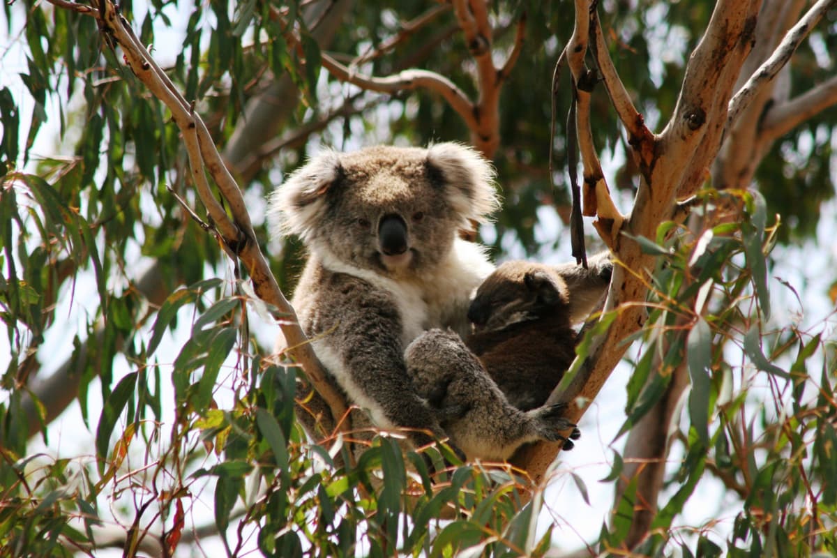 Phillip Island Nature Parks - Koala Conservation Reserve Ticket