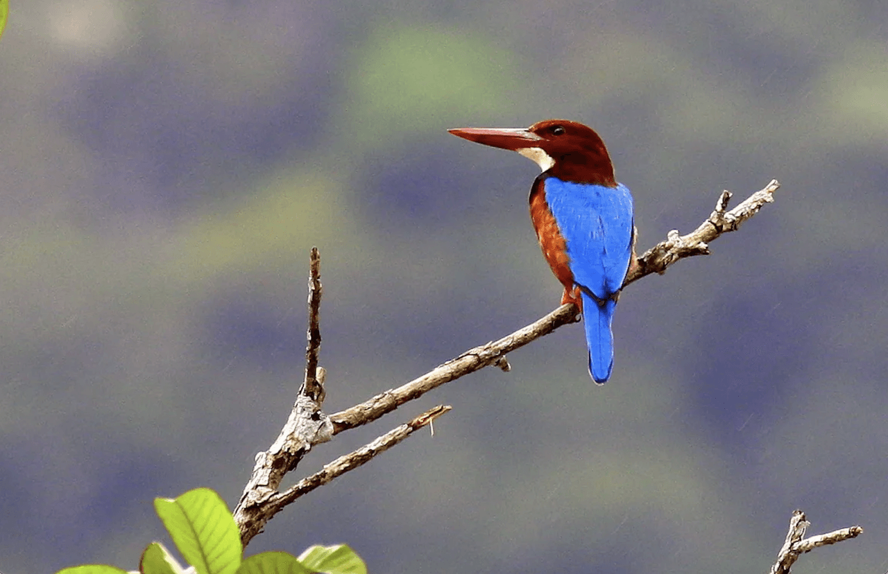 Desaru Coast Birdwatching Experience