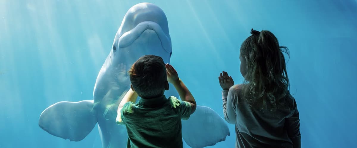 Chicago CityPASS: Admission to 5 Top Attractions