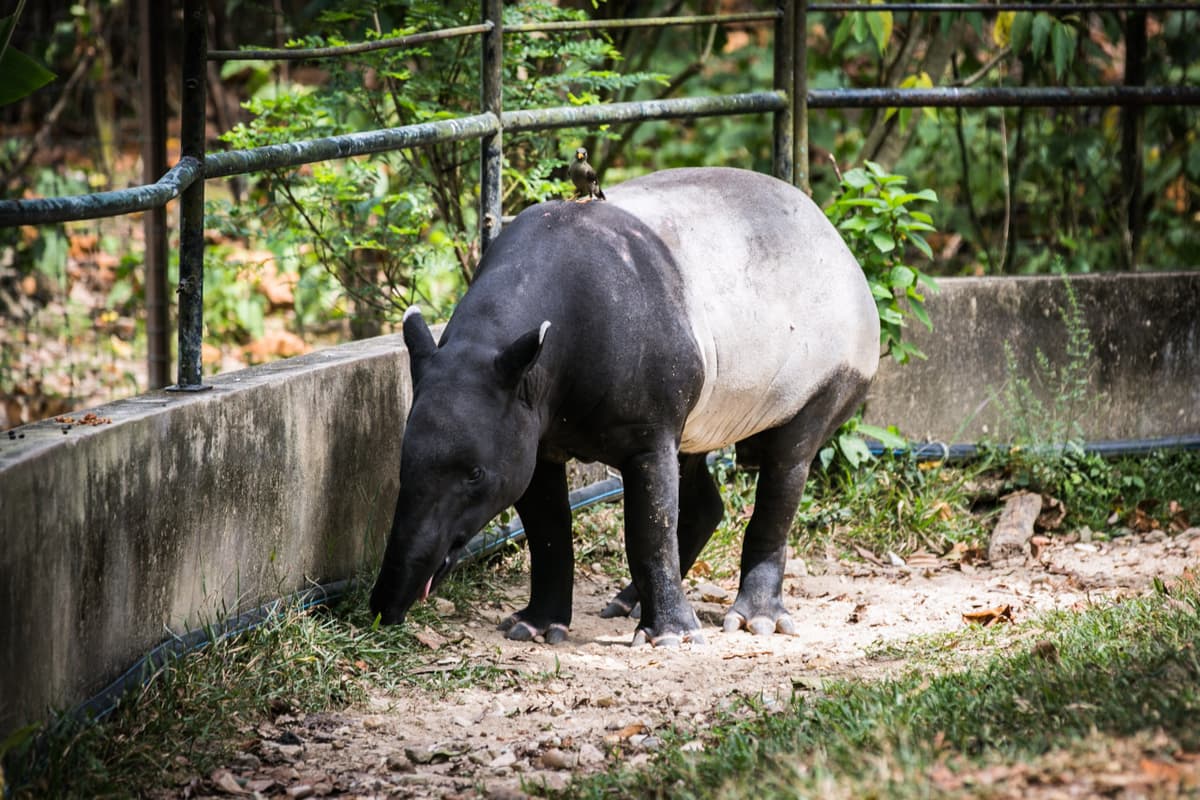 Zoo Negara Malaysia Ticket