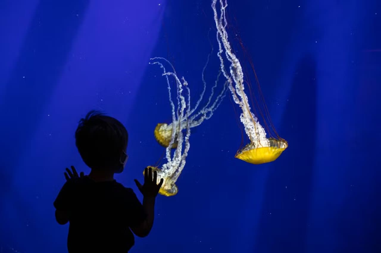 Georgia Aquarium: Fast Track Ticket – photo 13
