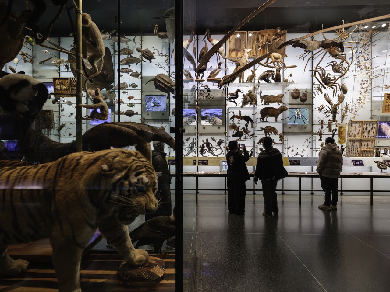 American Museum of Natural History Ticket