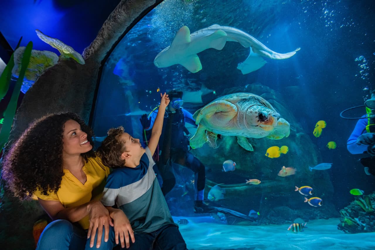 SEA LIFE Orlando Aquarium Ticket – photo 2