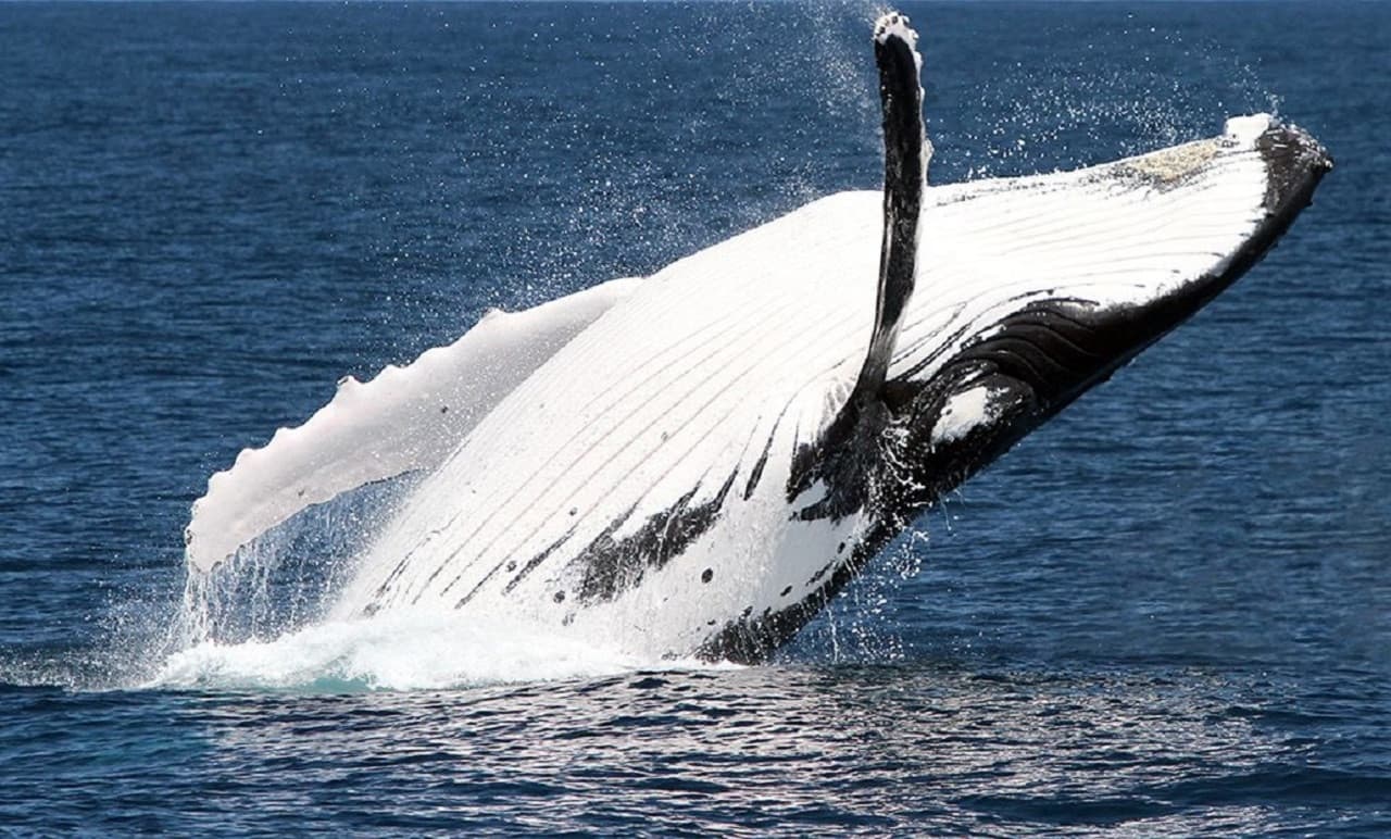 Moreton Bay Whale Watching – photo 12