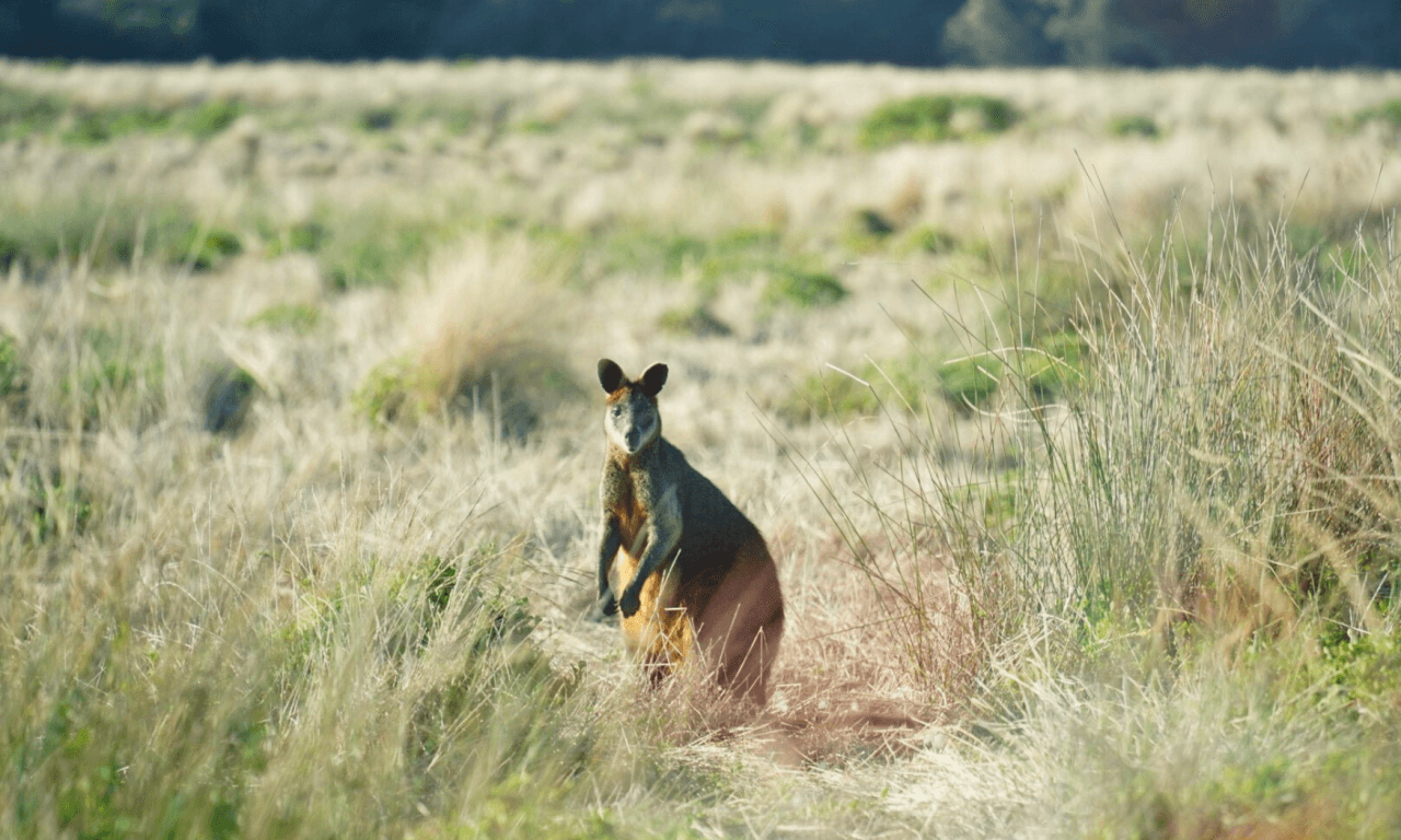 Phillip Island with Penguin Parade Eco Tour – photo 36