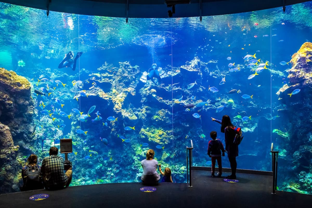 California Academy of Sciences Ticket