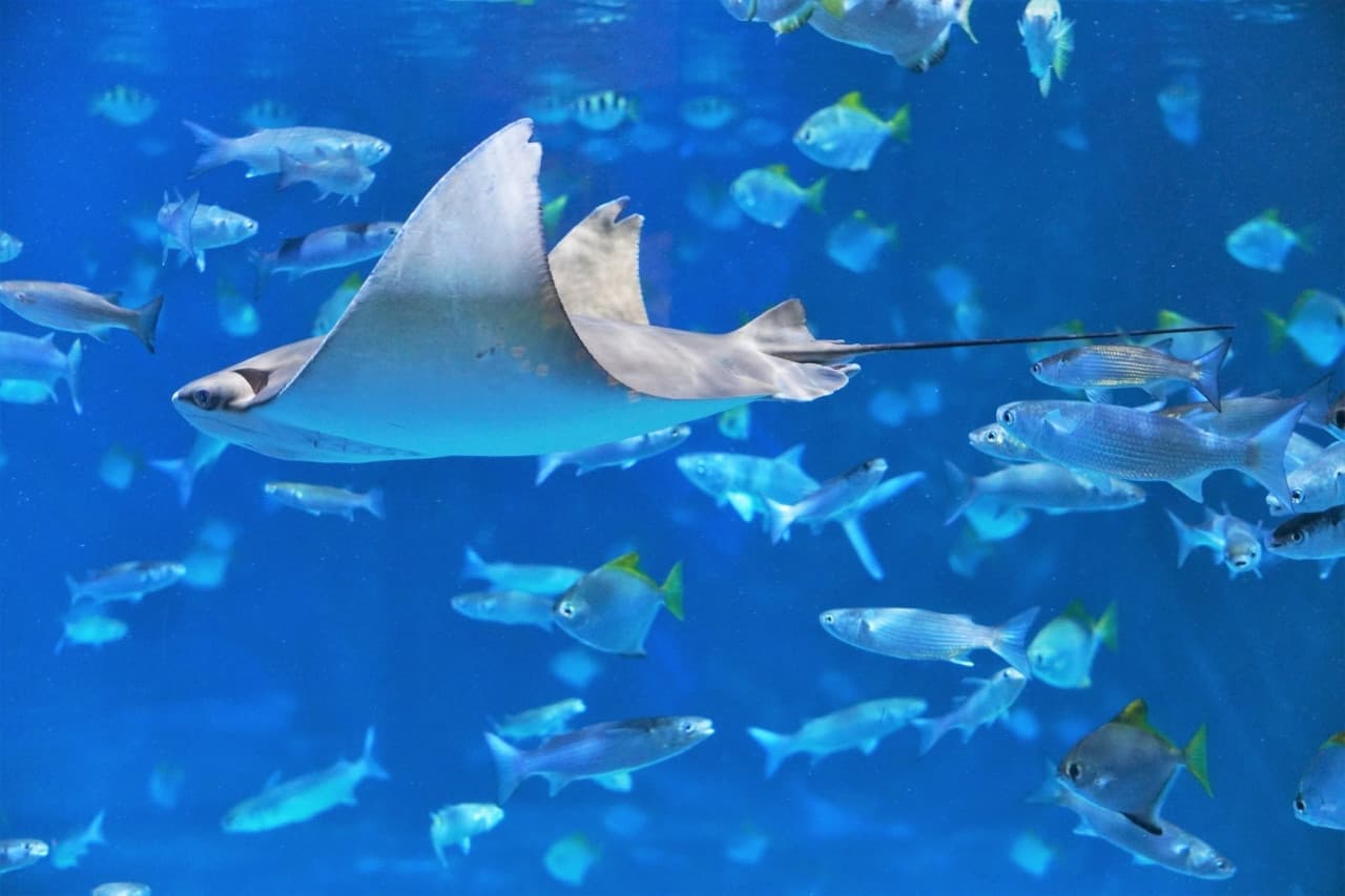 Aquaria Phuket – photo 16