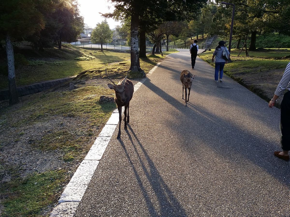 Kyoto and Nara Bus Tour