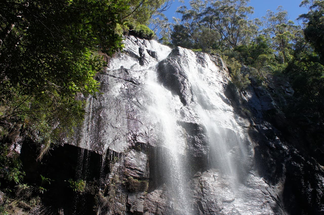Springbrook National Park Night Tour
