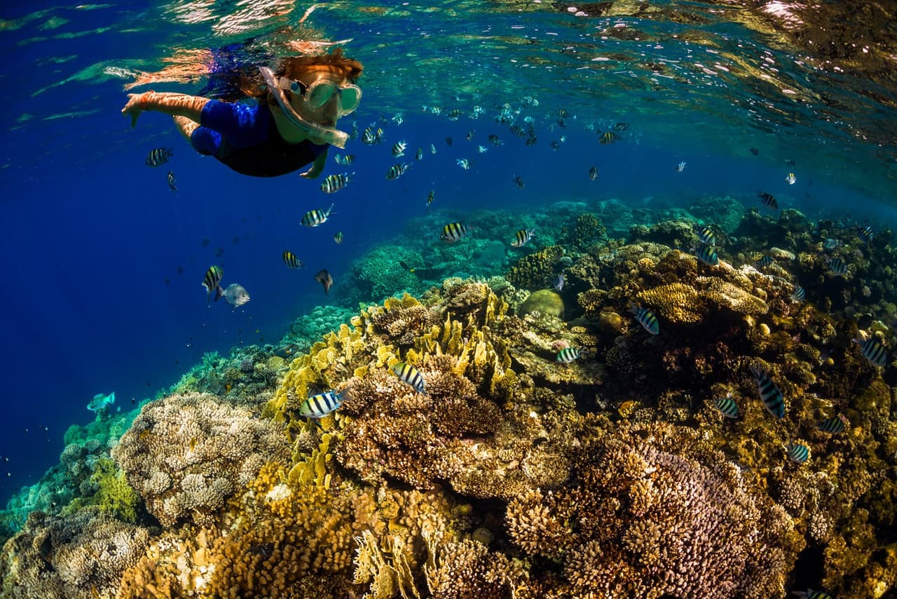 Kona Dolphin Watching Cruise with Snorkelling Experience – photo 2