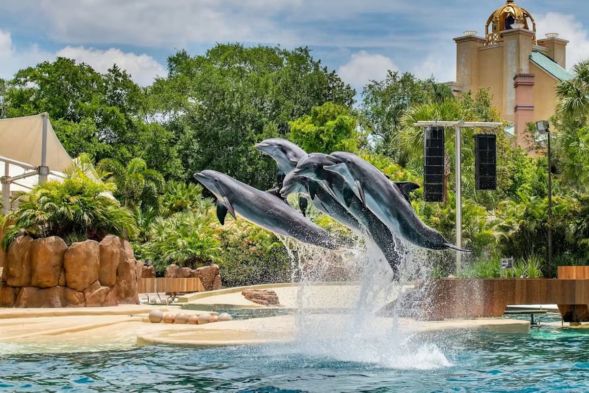 SeaWorld Orlando Ticket: Direct Entry + Optional All-Day Dining Deal + Multi-Park Discount Ticket