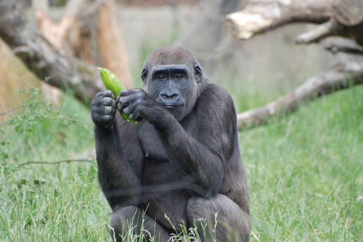 London Zoo