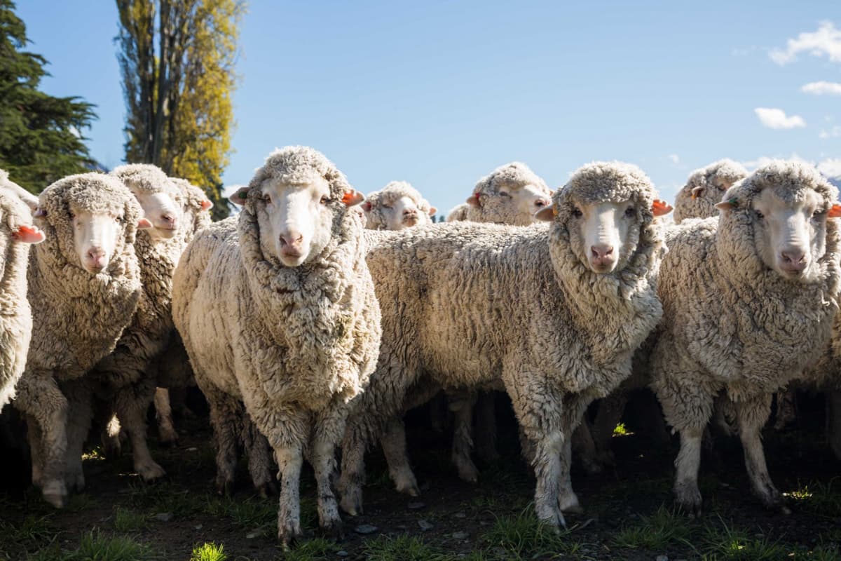 Mt. Nicholas Farm Experience with Lake Wakatipu Cruise