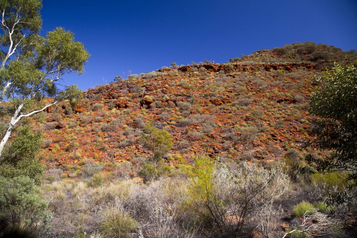 Alice Springs Reptile Centre and City Tour