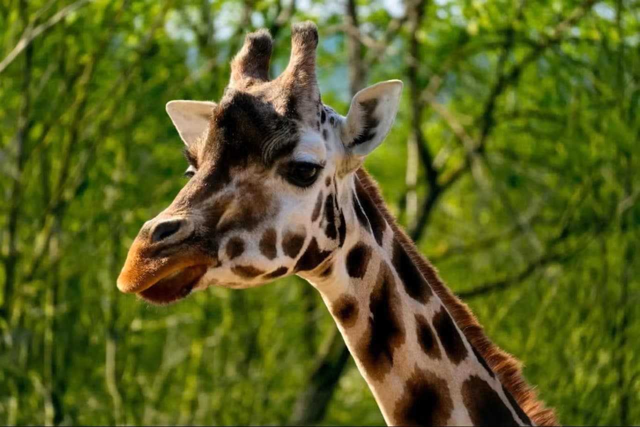 Prague Zoo Ticket + Audio Guide – photo 2