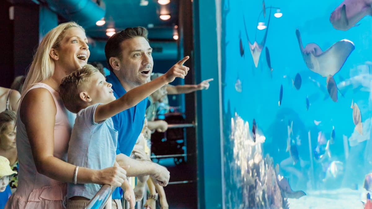 Sea World Gold Coast Ticket